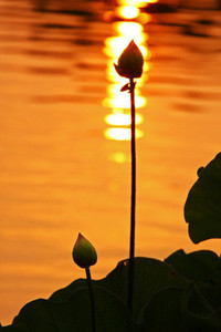 贝西克塔令人瞩目，实力强劲